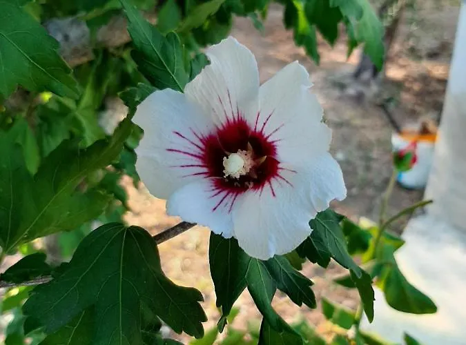 La Casa Di Paolo Bed & Breakfast